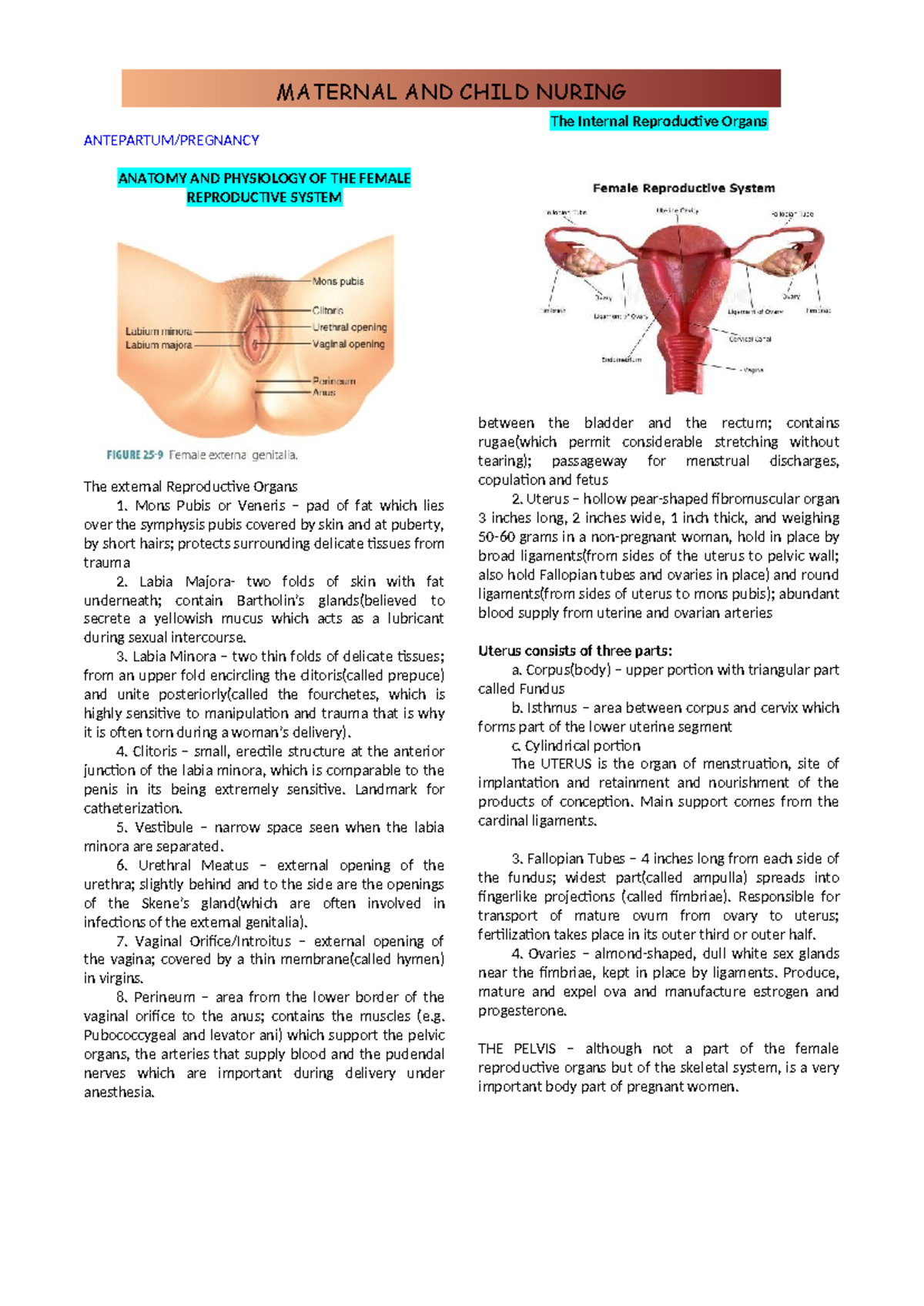 Maternal and Child Nursing: Anatomy & Physiology of Female Reproductive ...