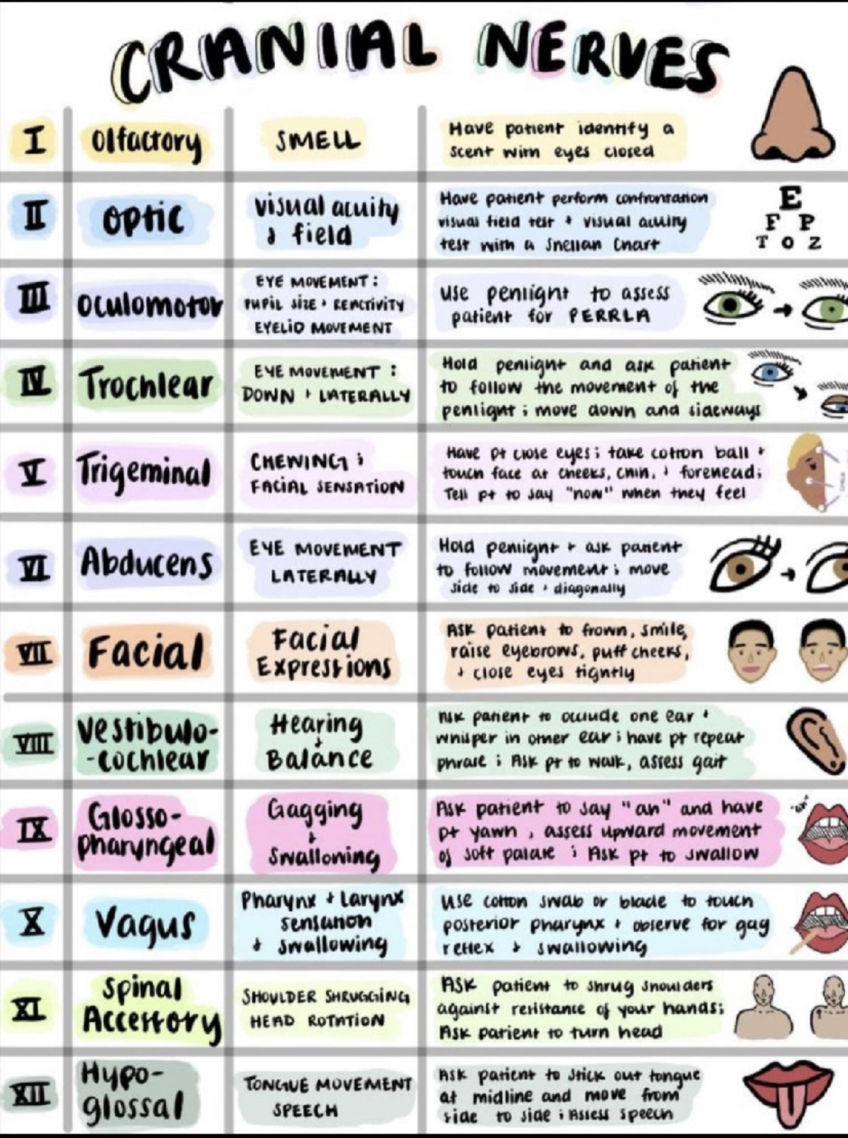 cranial nerves assessment - NURS 311 - Studocu