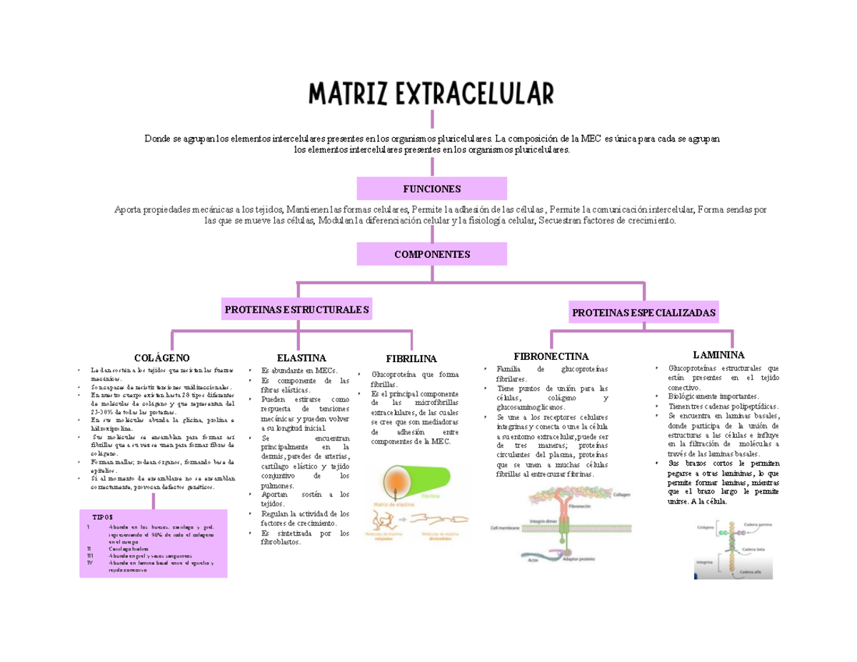 Matriz Extracelular: Funciones y Componentes Esenciales - Studocu