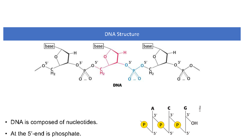 CHEM317 Chapter 8 - DNA Structure and Replication Overview - Studocu