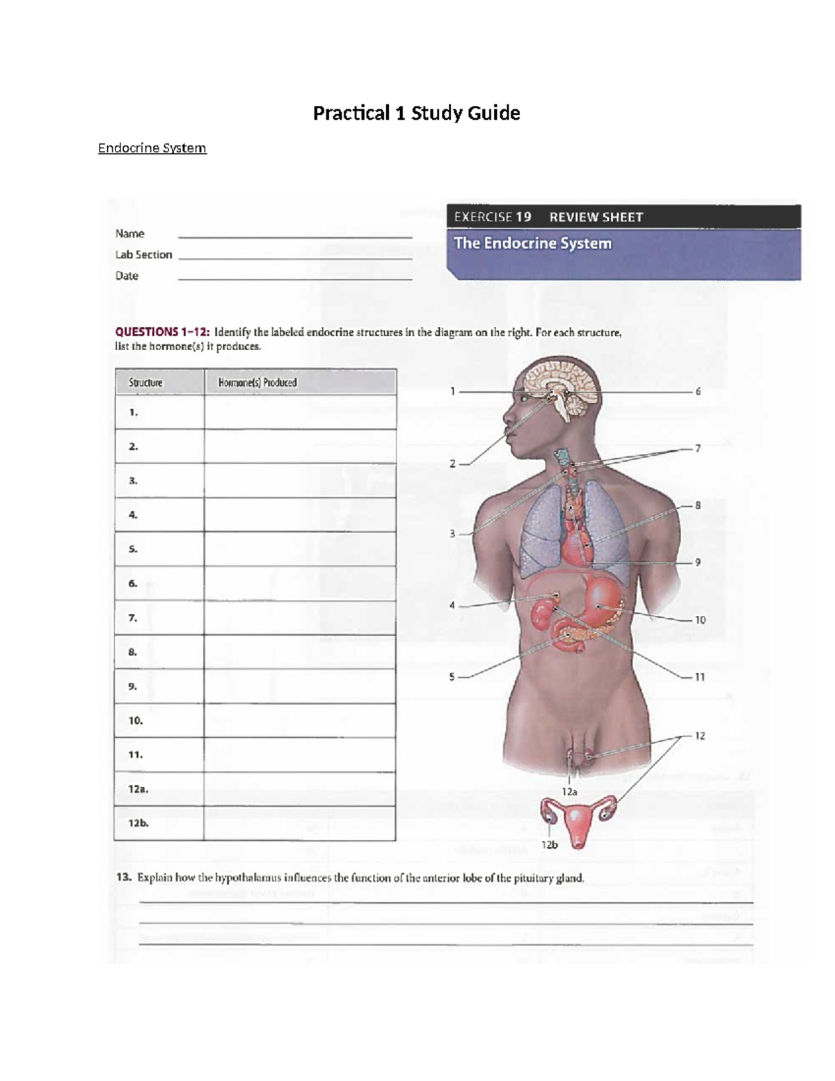 Practical 1 Study Guide(1) - Practical 1 Study Guide Endocrine System ...