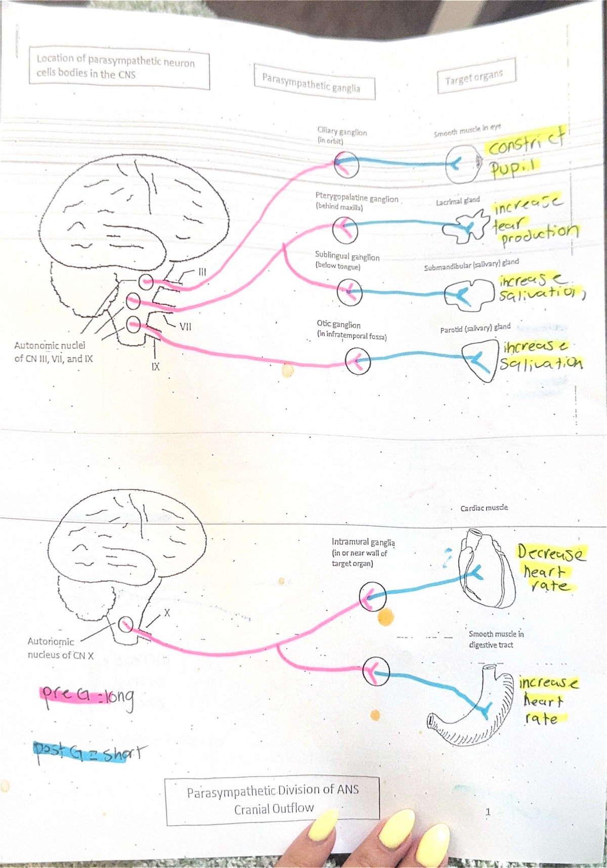 Lab Exam 2 Worksheet: Parasympathetic Neurons in CNS - Studocu