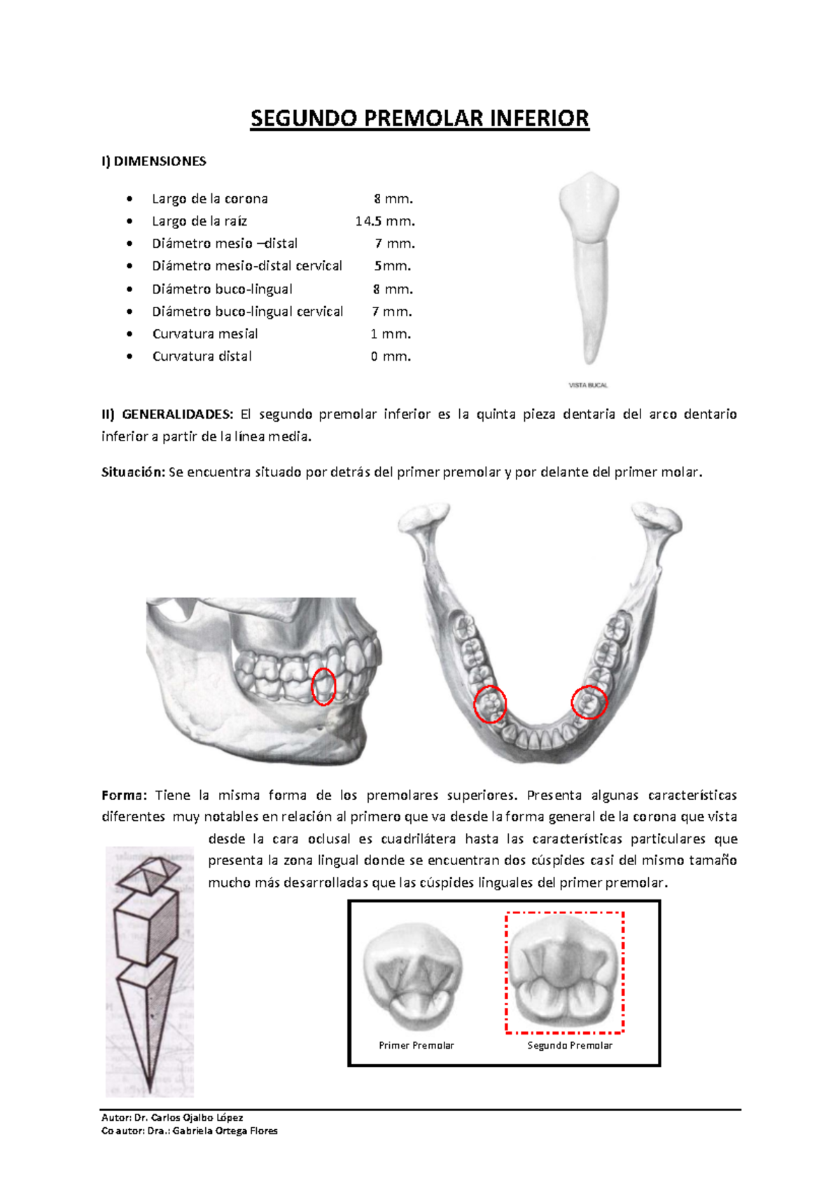 SEGUNDO PREMOLAR INFERIOR: DIMENSIONES Y DESCRIPCIÓN CLÍNICA - Studocu