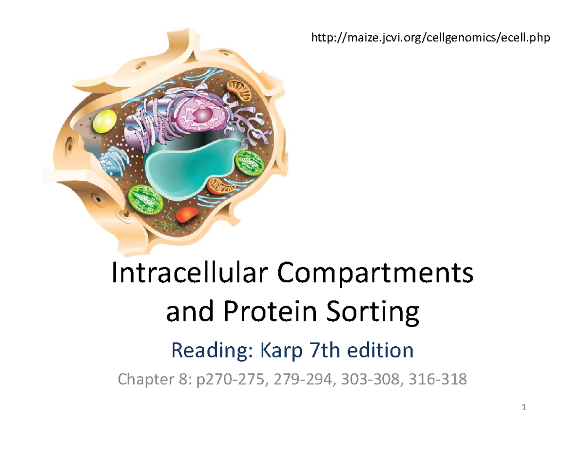 Bio130: Lecture Notes on Intracellular Compartments & Protein Sorting ...
