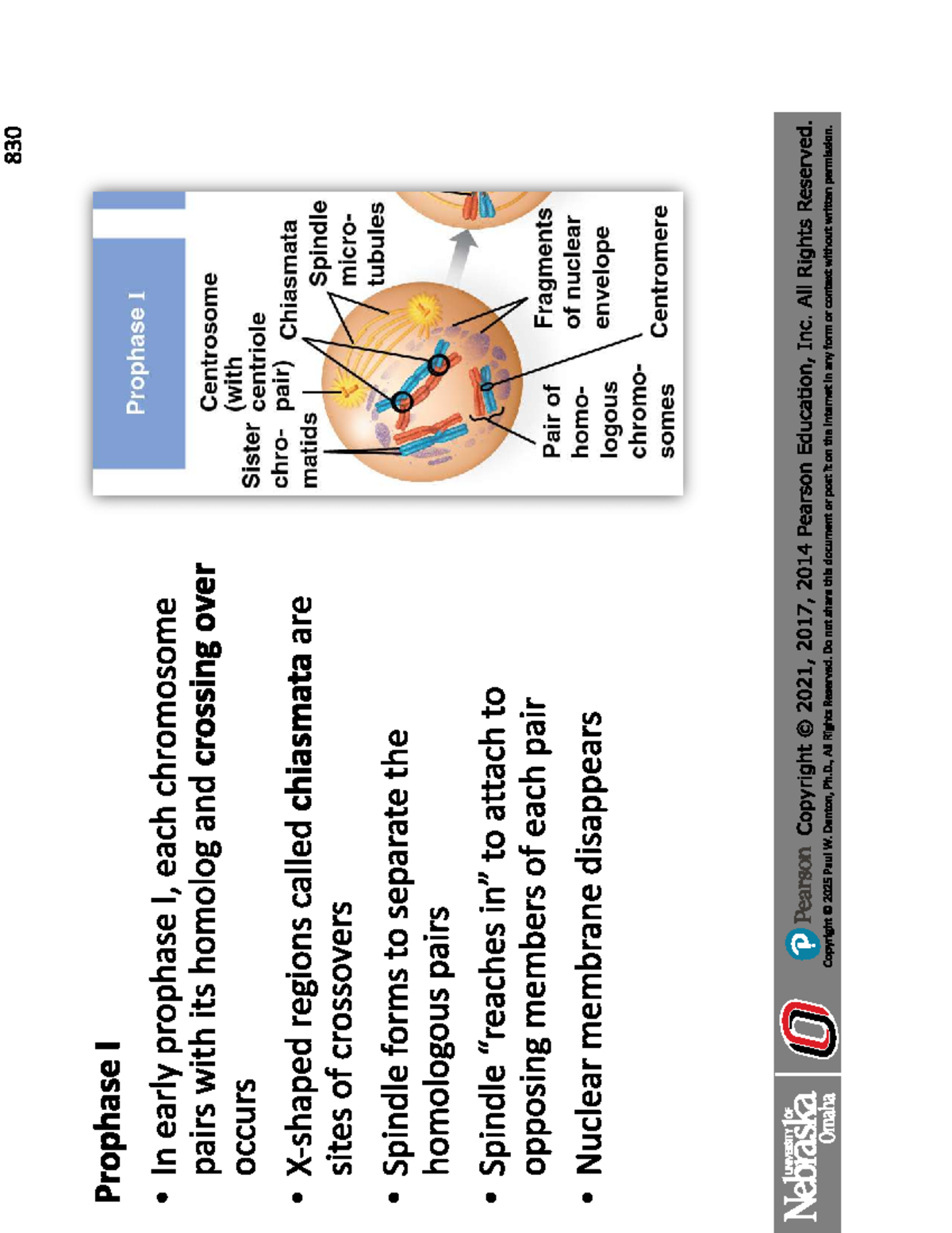 Meiosis Overview: Stages and Key Concepts - Studocu