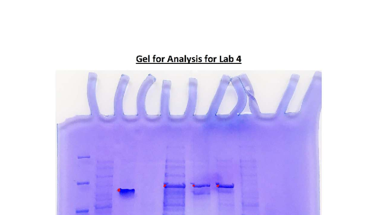 Gel for Students - Gel for lab 4 - BIOL2030 - Gel for Analysis for Lab ...