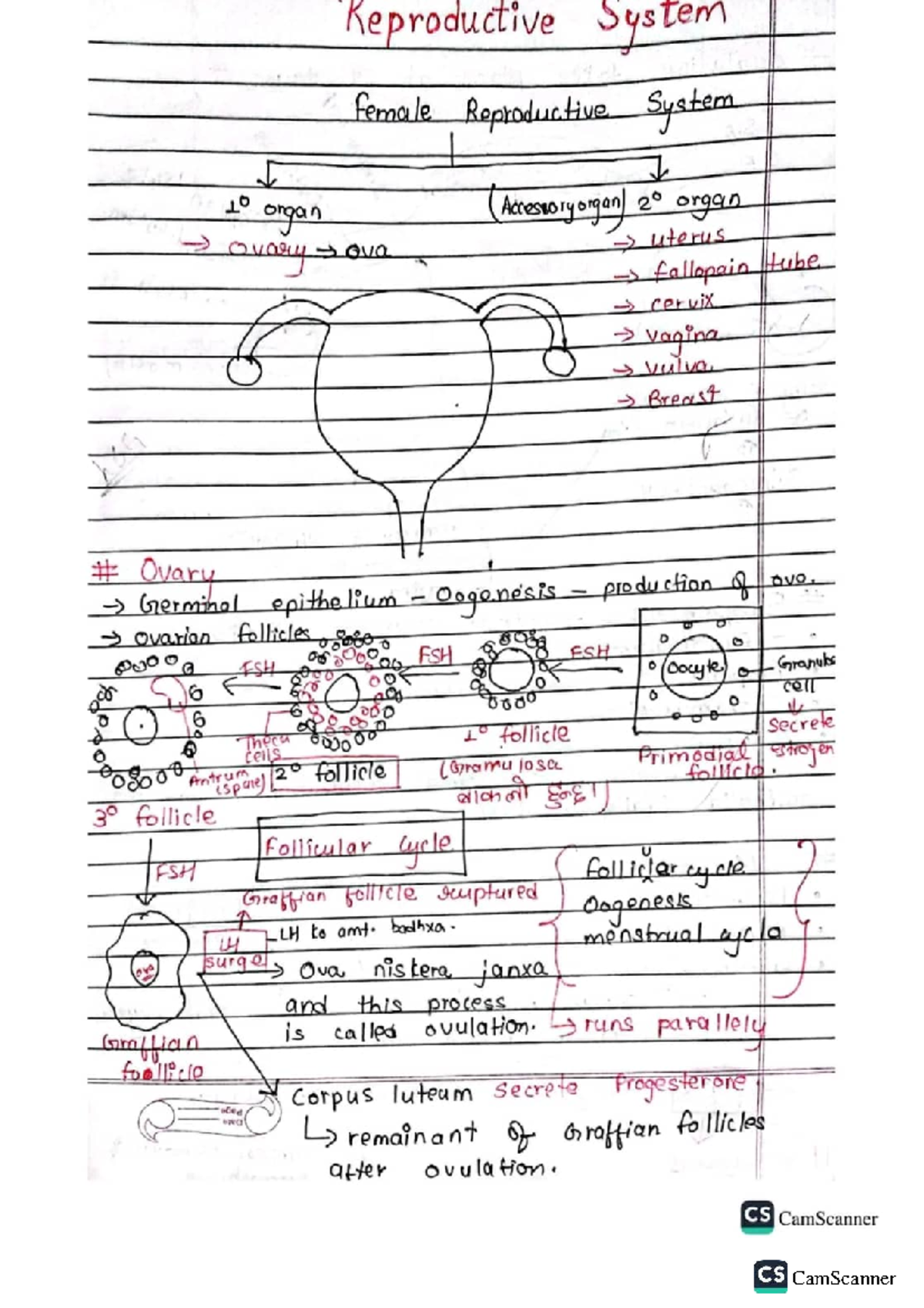 Reproductive System Overview: Female & Male Anatomy (BIO 101) - Studocu