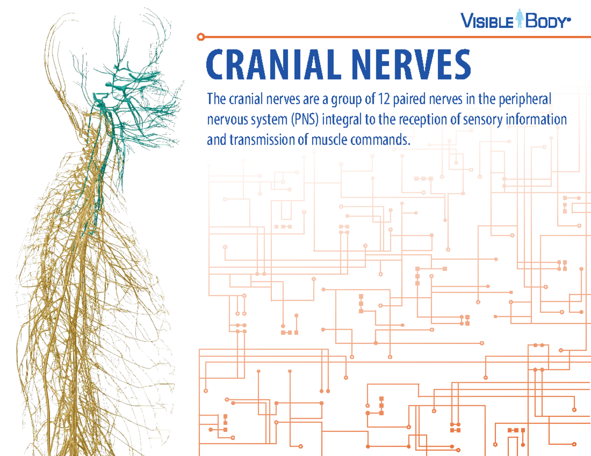 Cranial Nerves Overview: Key Functions and Anatomy (060518) - Studocu