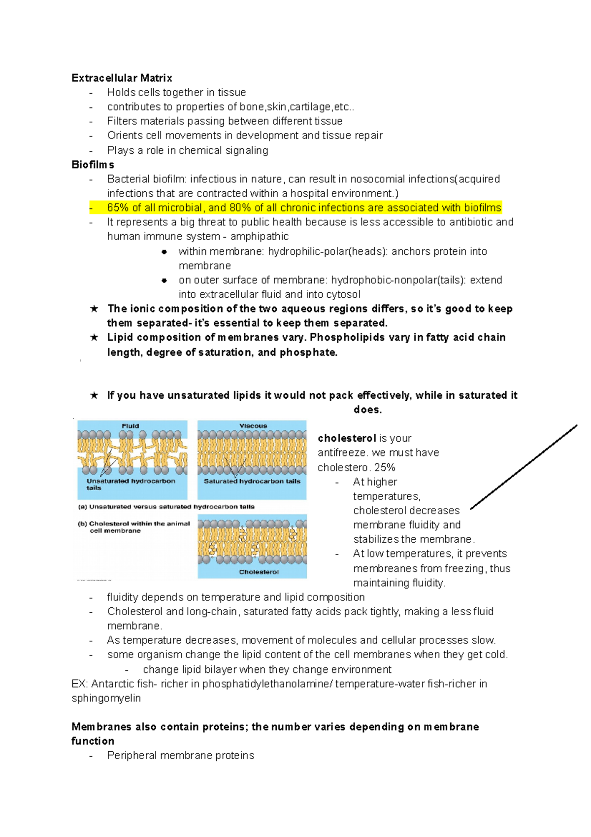 Chapter 13,11,14,12 - Extracellular Matrix - Holds cells together in ...