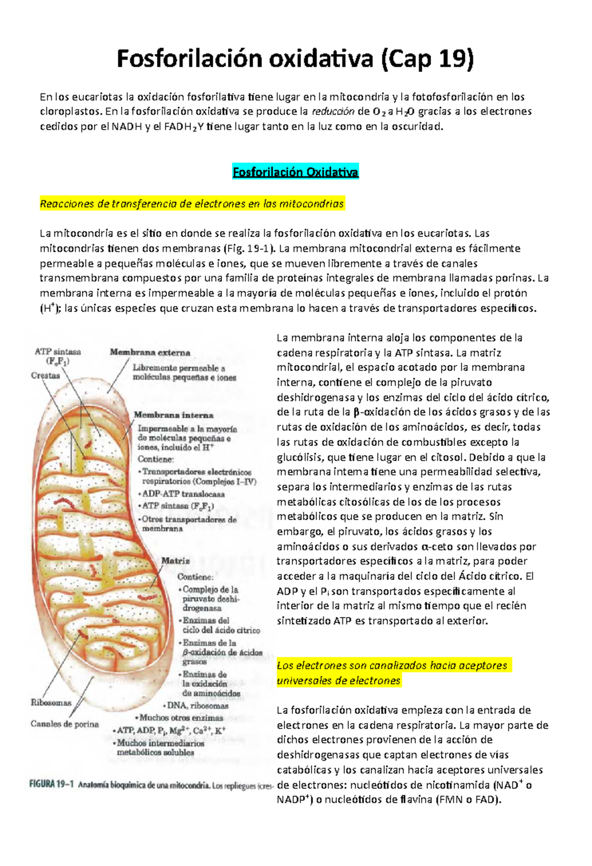 Resumen de la Respiración Oxidativa según Lehninger (Cap 19) - Studocu, image size:1200x1756