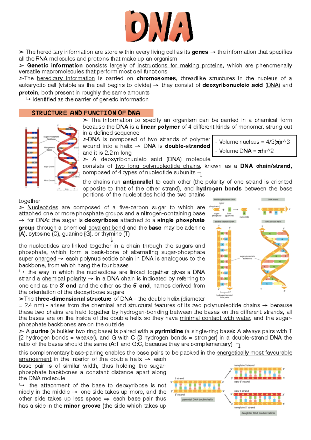 Mammalian Cell Biology Ch4-5: Structure and Function of DNA - Studeersnel