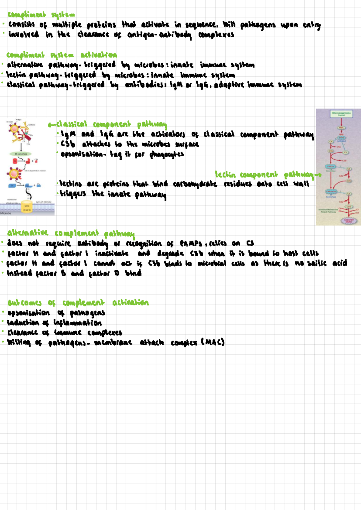 Complement System Overview and Activation Pathways - Studocu