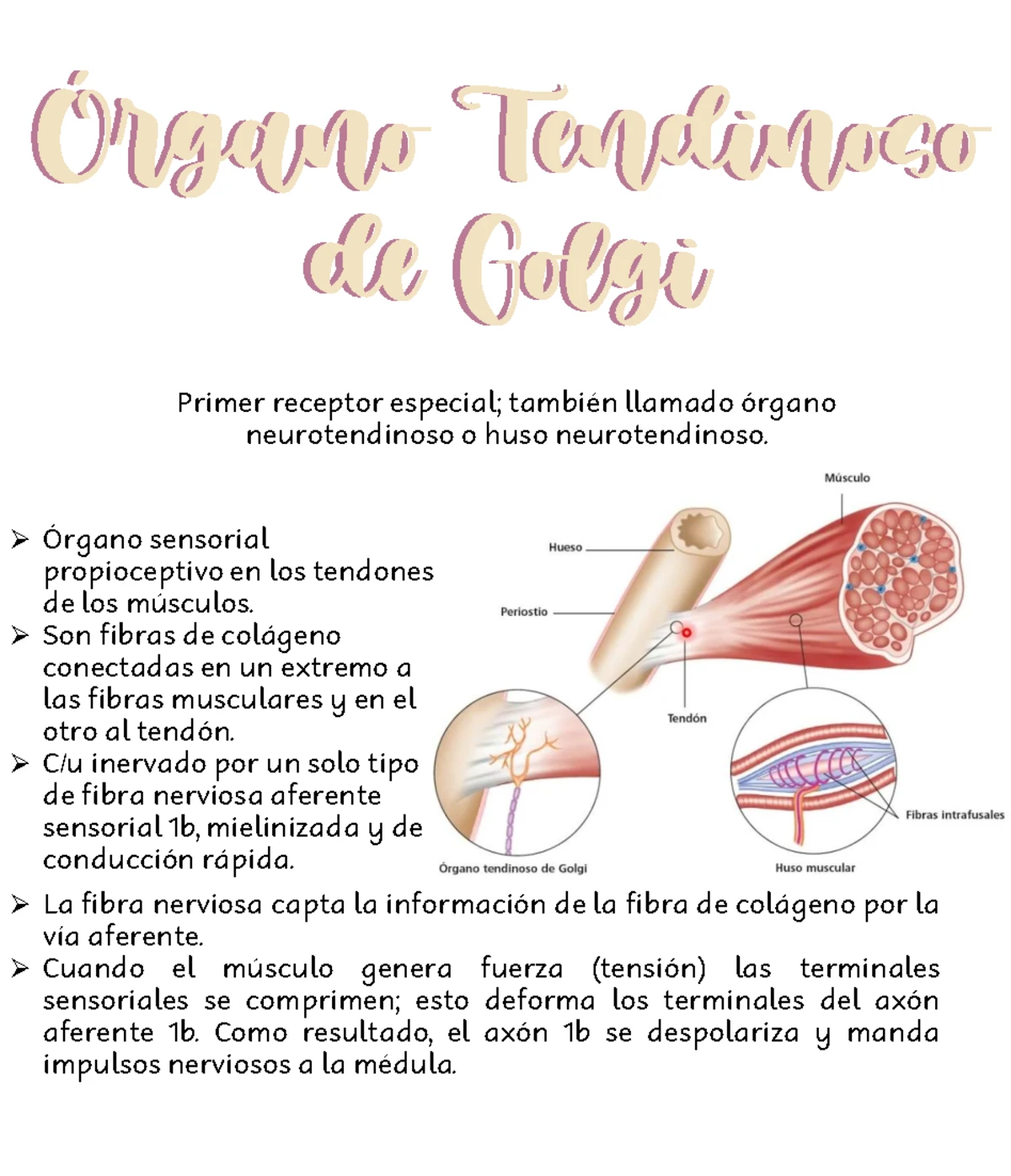 EVALUACIÓN DE LA FUNCIÓN RESPIRATORIA - Exámenes y Conceptos Clave ...