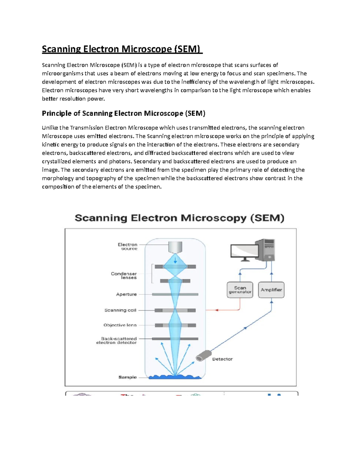 SEM & TEM - Detailed Study Notes on Electron Microscopy Techniques ...