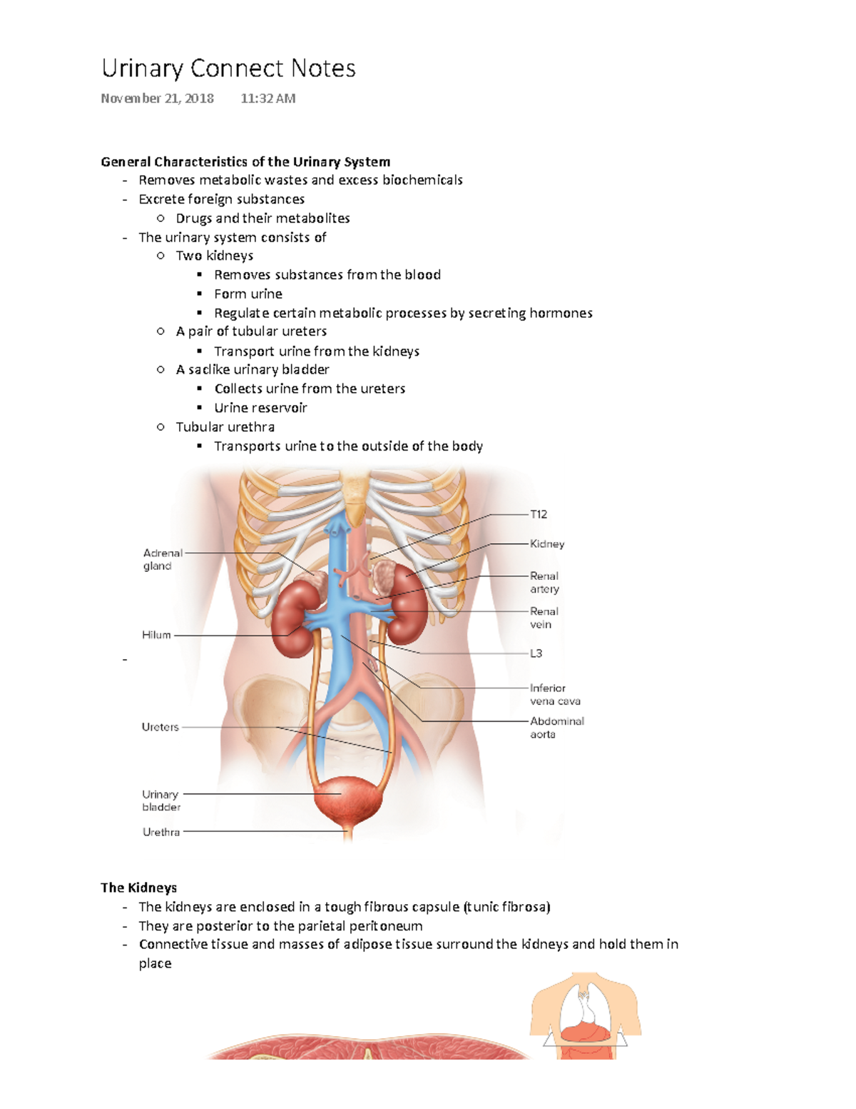 Urinary System Notes - Urinary Connect Notes November 21, 2018 11:32 AM ...
