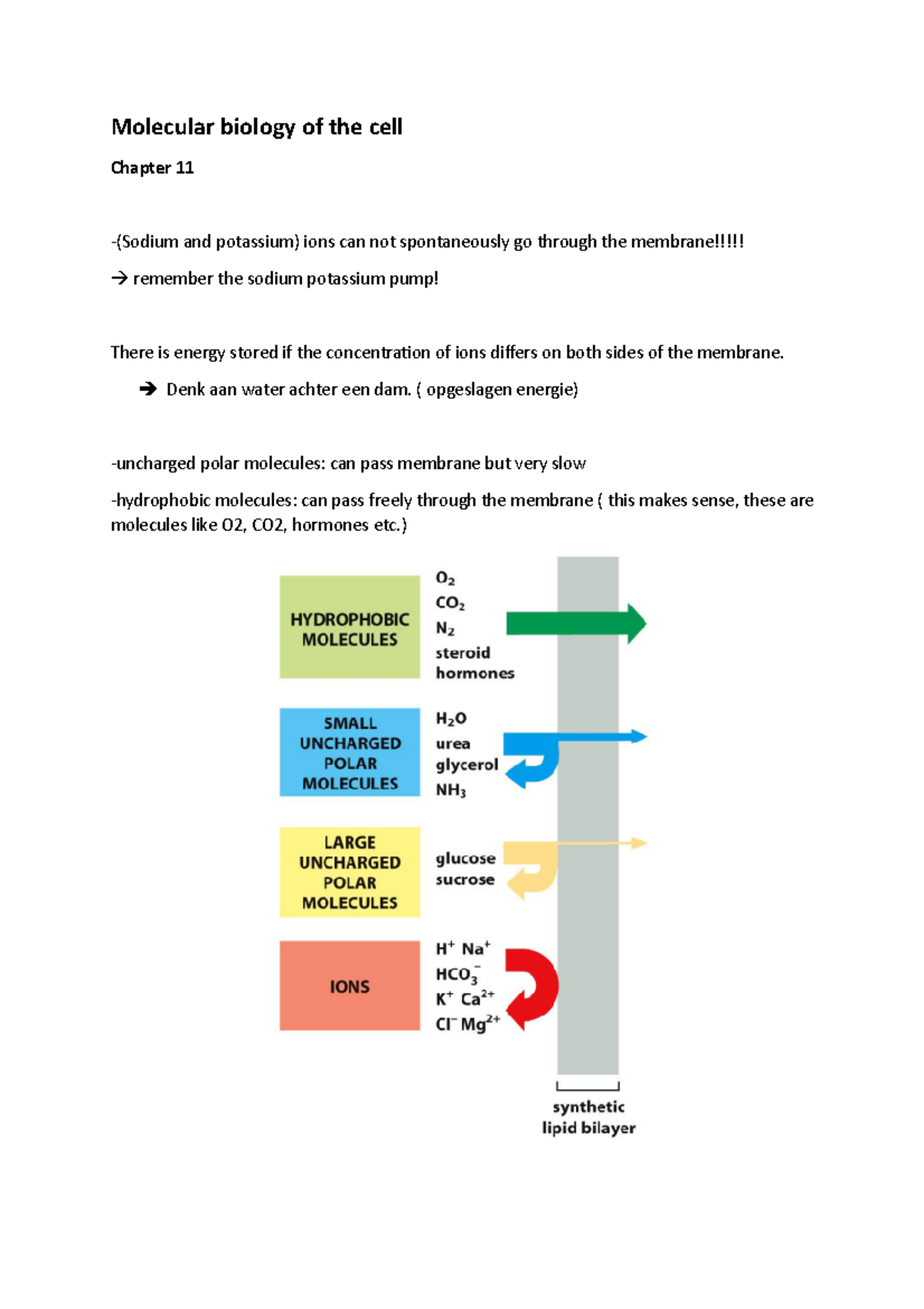 Molecular Biology of the Cell - Chapter 11 Notes (26-09) - Studeersnel
