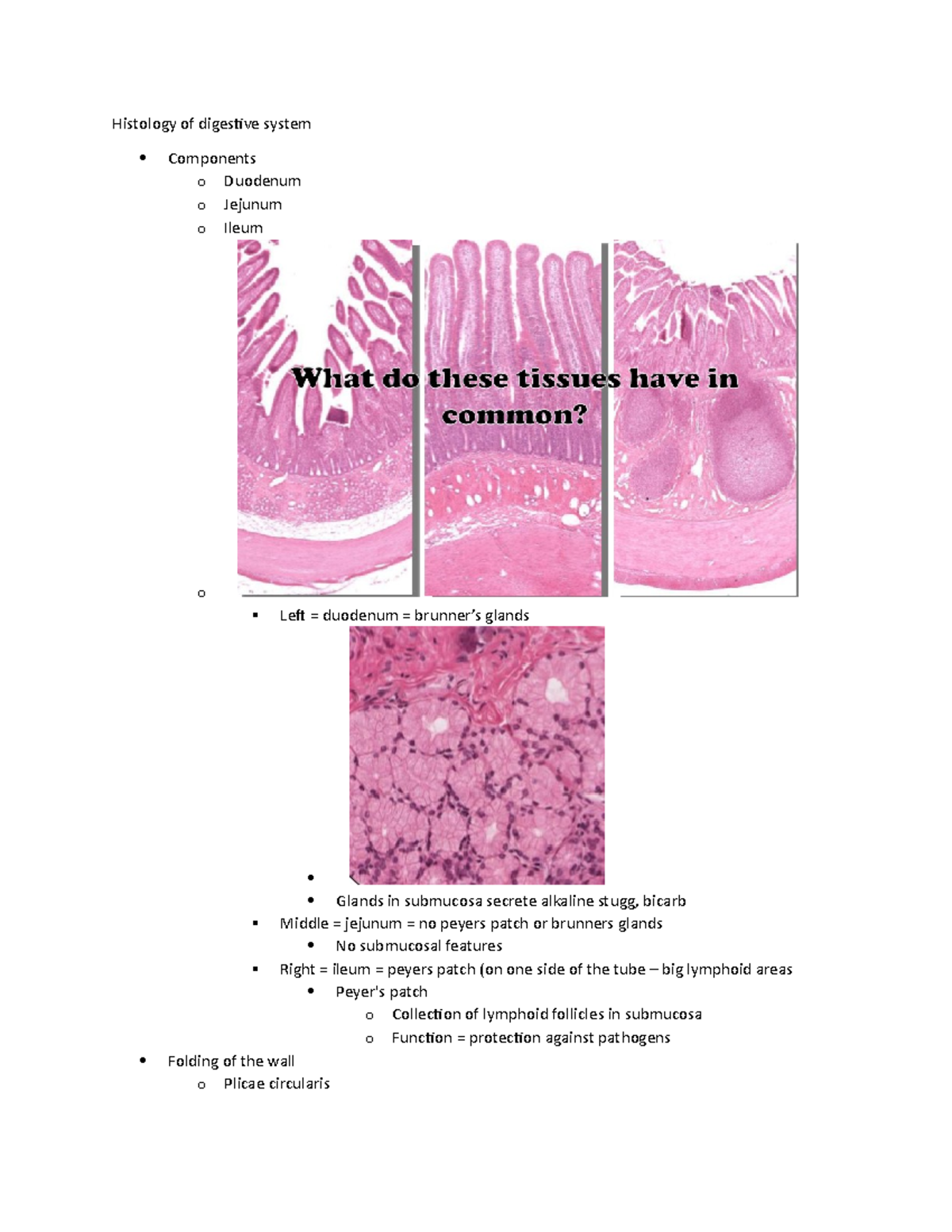08 Histology of the Digestive System: Small Intestines Overview - Studocu