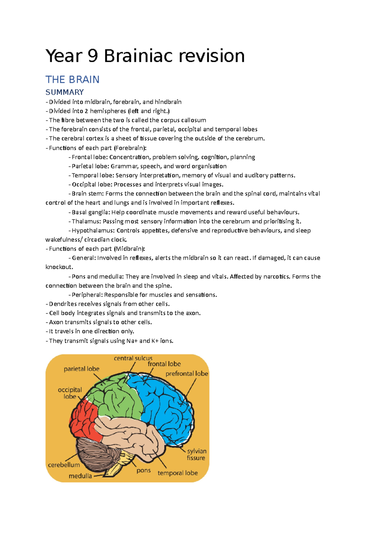 Year 9 Brainiac Revision Summary: Brain Structure, Functions & More ...