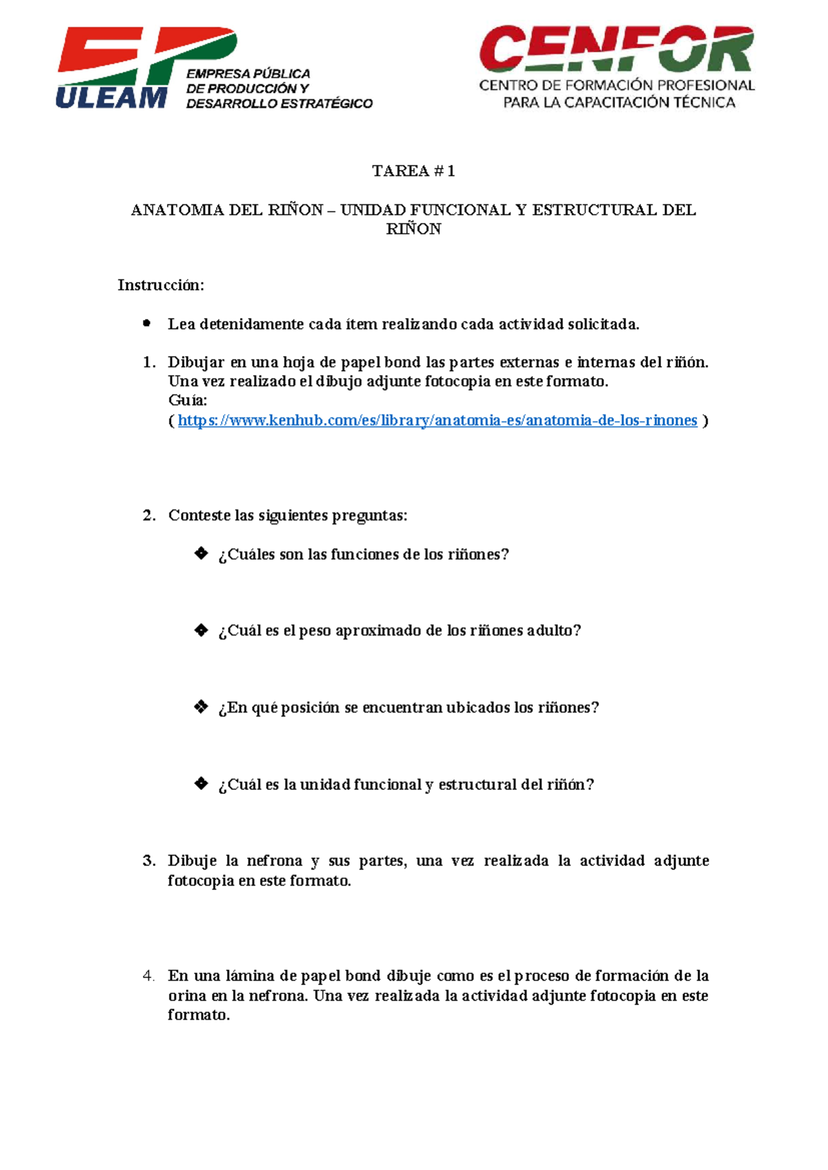 TAREA 1 ANATOMÍA DEL RIÑÓN: NEFRONA Y FORMACIÓN DE ORINA - Studocu