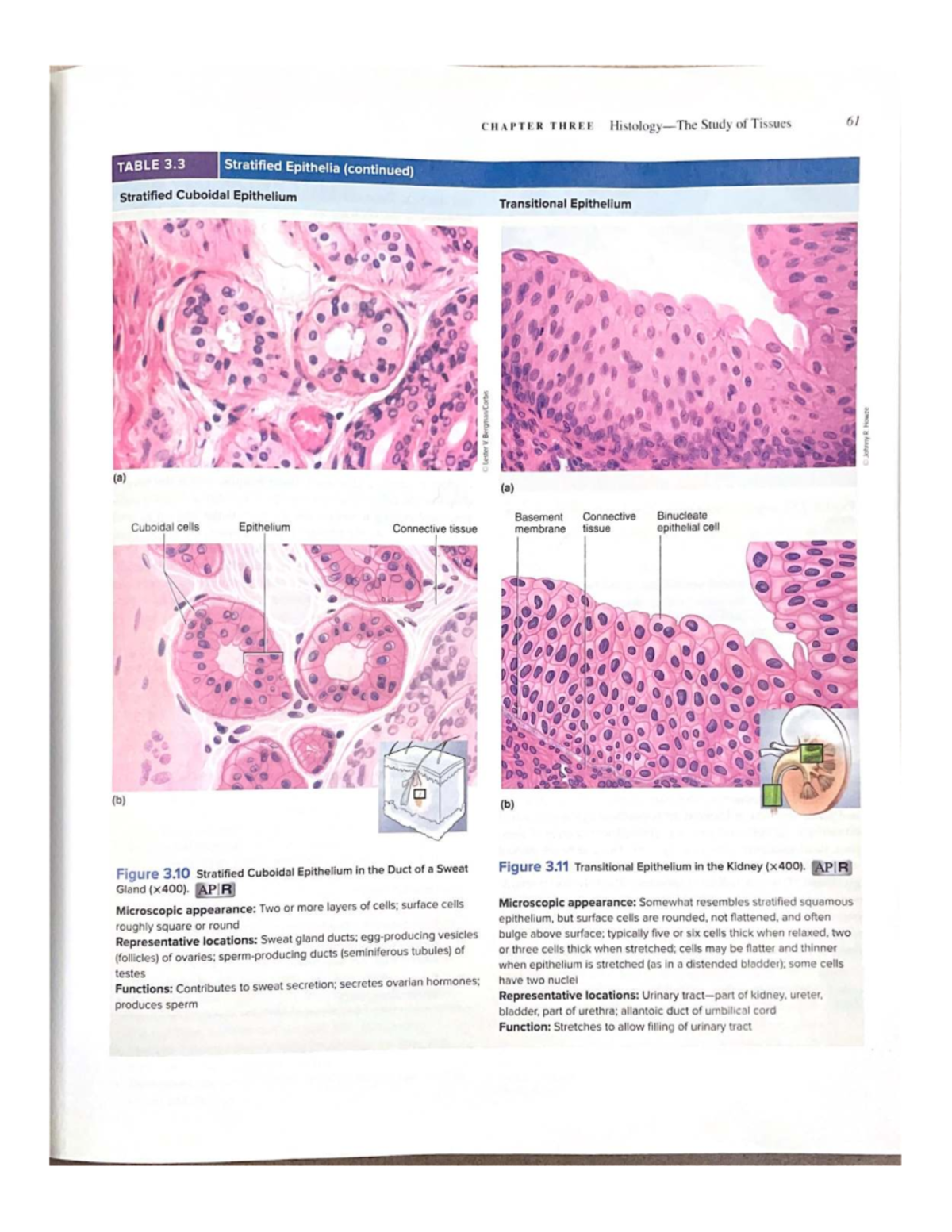CHAPTER THREE Tissues: Key Tables and Data Insights - Studocu