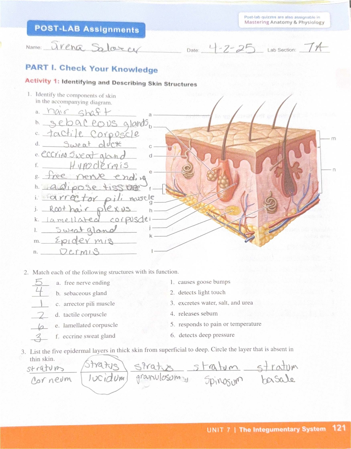 Post lab unit 7: Integumentary system quizzes and activities - Studocu