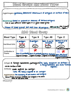 Anatomy and Physiology of Blood Vessels: Arteries, Veins, and ...