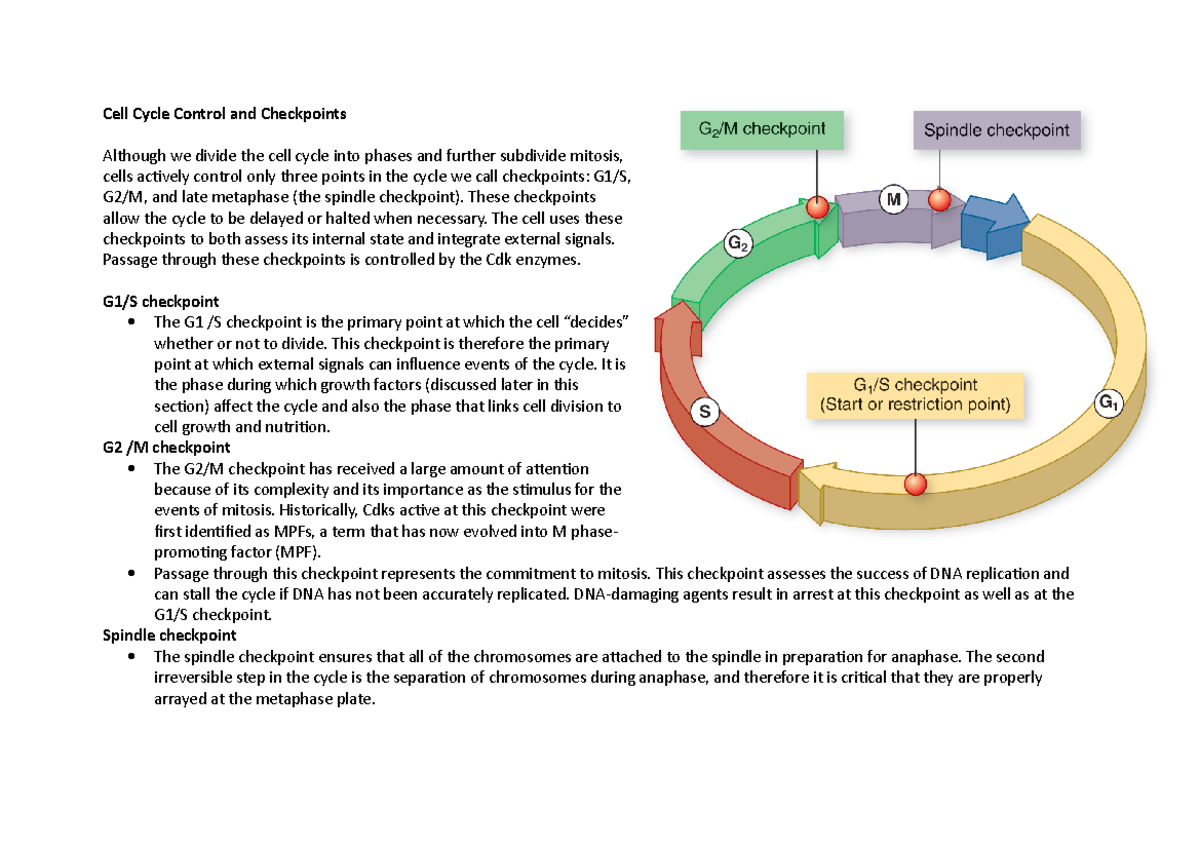 Cell Cycle Control & Checkpoints Summary - Biology Study Notes - Studocu
