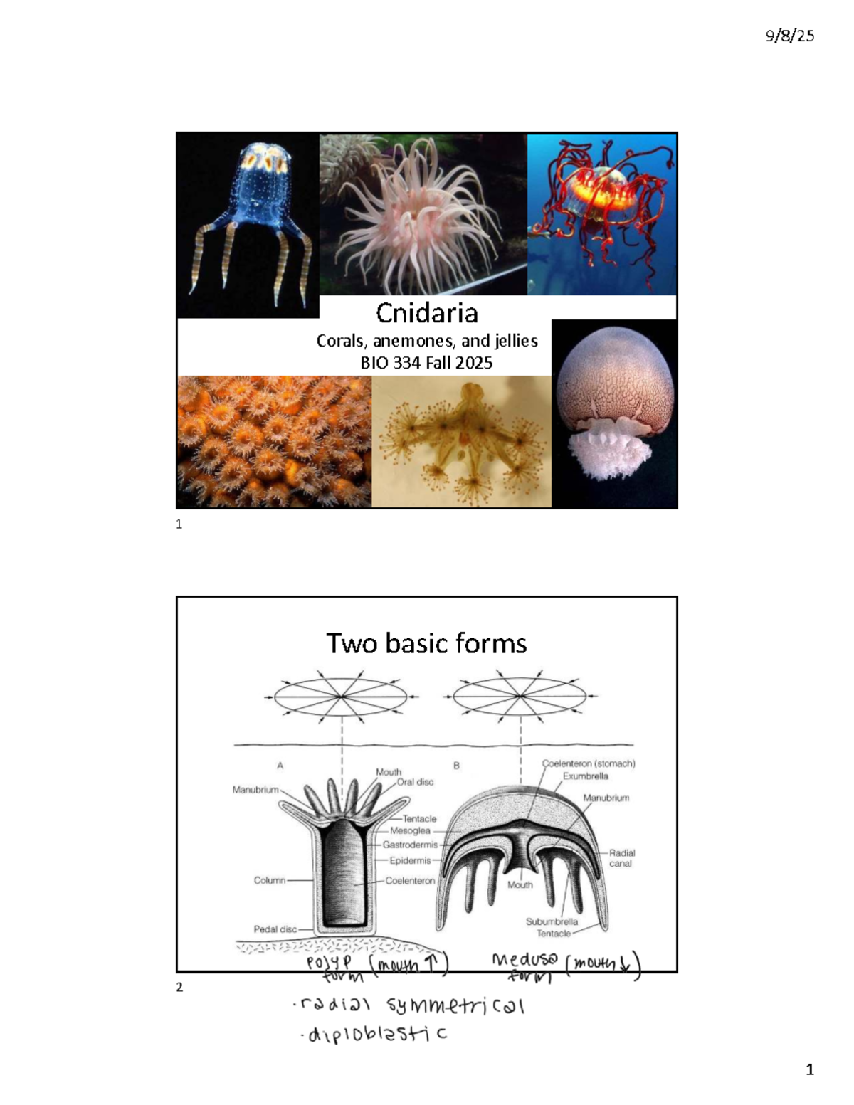 BIO 334 Fall 2025 Lecture Notes: Cnidaria - Corals, Anemones, Jellies ...