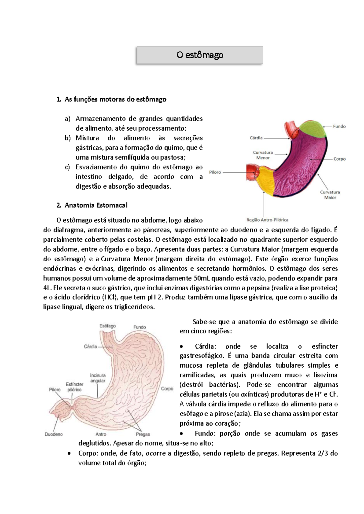 Funções e Anatomia do Estômago: Estudo Avançado (BIO101) - Studocu