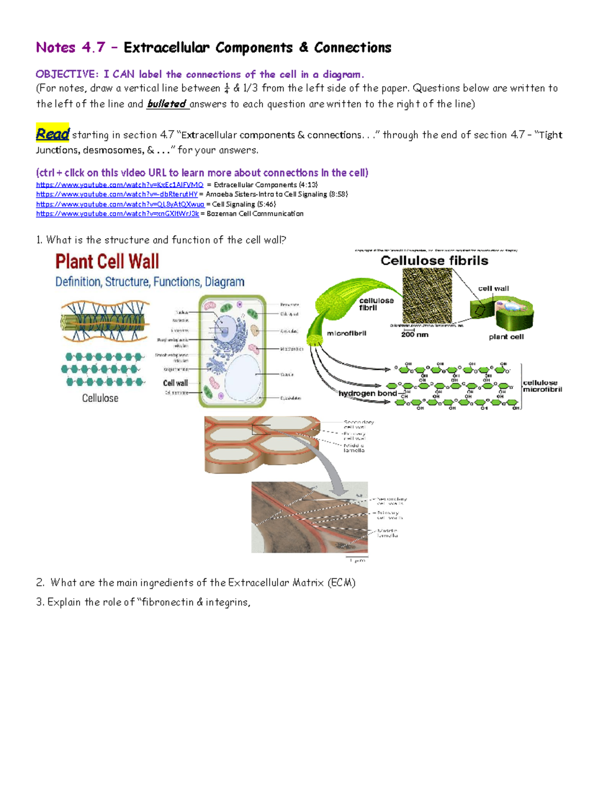 Notes 4.7 Cell Connections: Understanding Extracellular Components ...