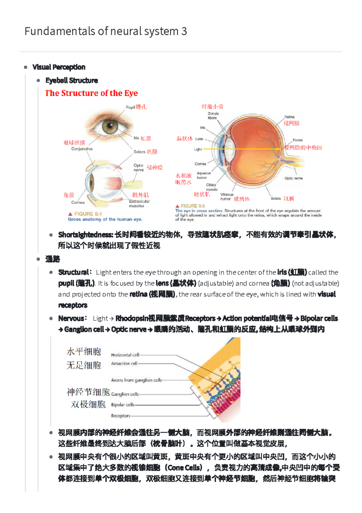 Fundamentals of Neural System 3: Visual and Auditory Perception ...