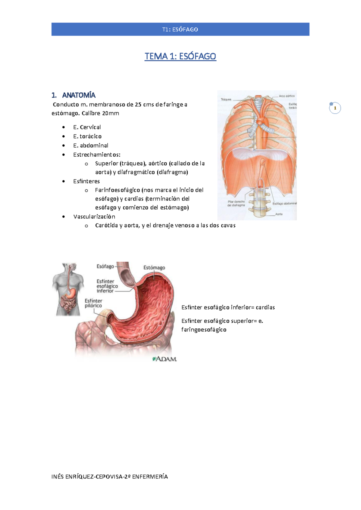 Tema 1: Anatomía y Fisiología del Esófago - Anatomía Aplicada - Studocu