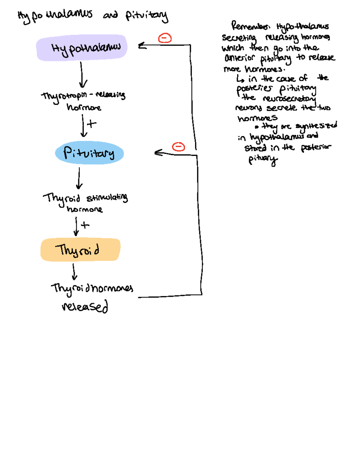 Endocrine system pathways - Hypo thalamus and pituitary Remember ...