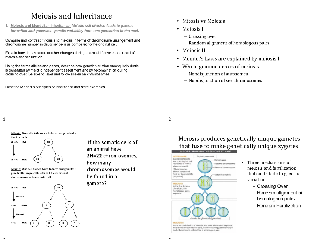 Meiosis and Inheritance: Key Concepts and Mechanisms - Studocu