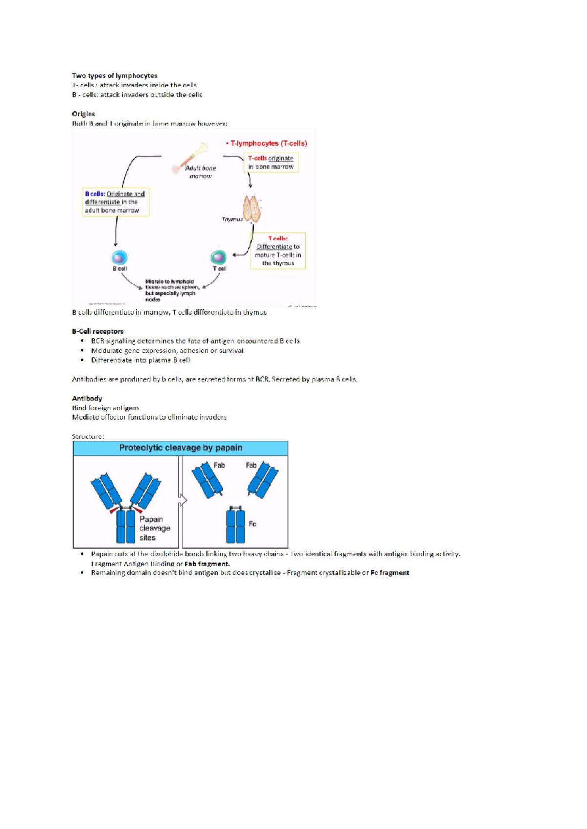 Immunology L3: Recognition of Antigens and Antibody Functions - Studocu