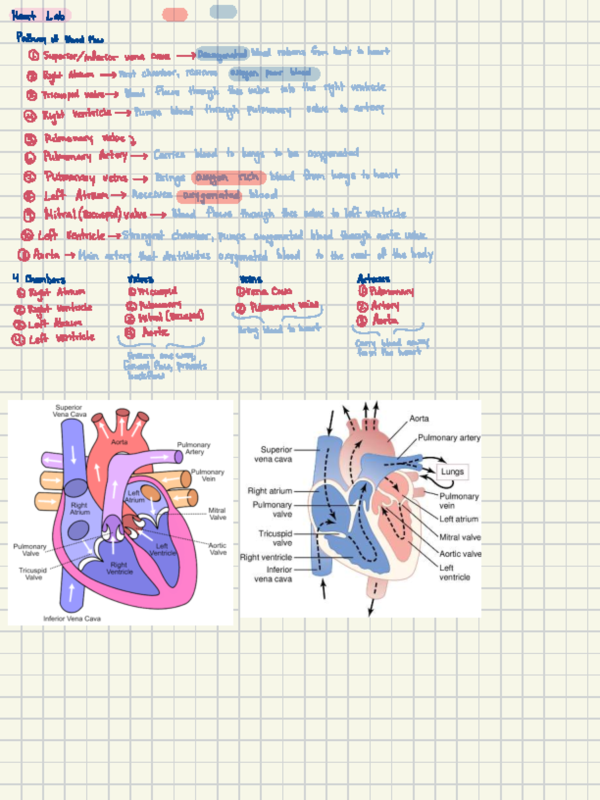 A&P 2 - Heart Blood Flow Pathway Notes - Studocu