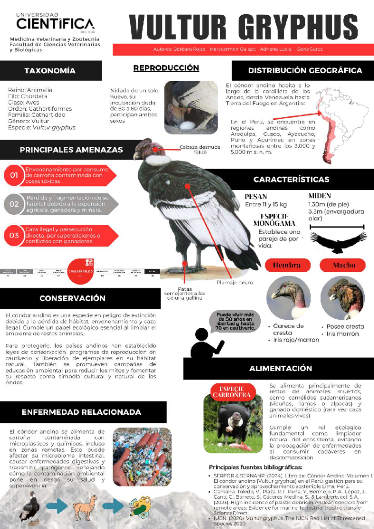 Infografía del Cóndor Andino (Vultur gryphus) - Medicina Veterinaria y Zootecnia - Document Preview