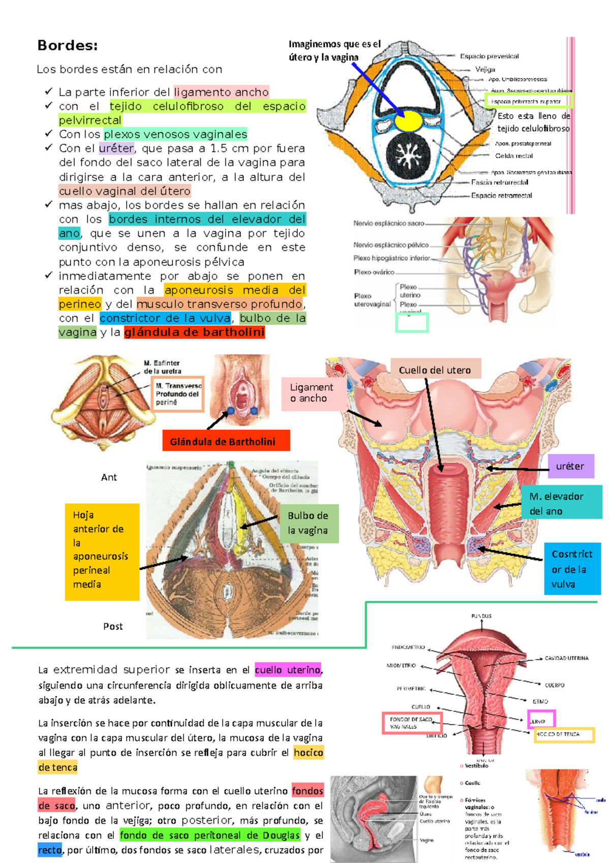 6-labios-mayores-y-bordes-vaginales-anatom-a-y-funci-n-studocu