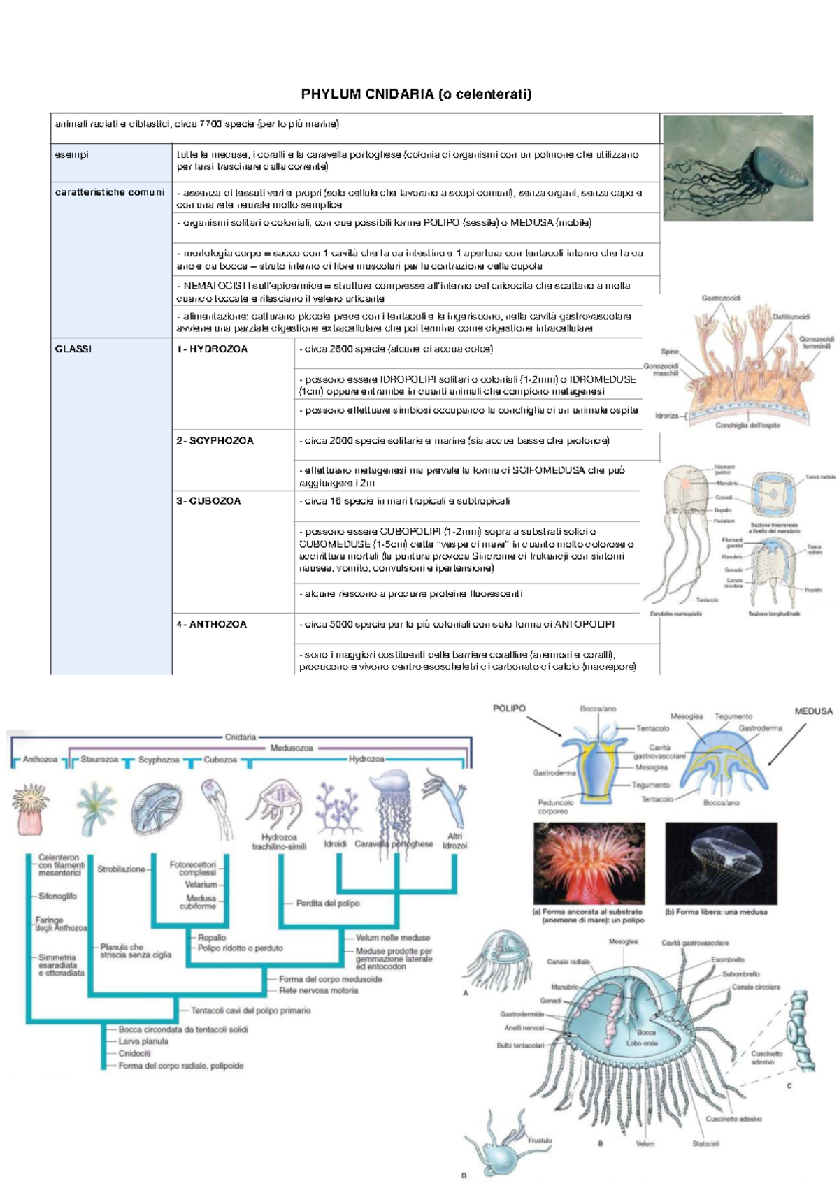Schema dei Phylum in Zoologia: CNIDARIA, PORIFERI, ROTIFERA, ANELLIDA ...
