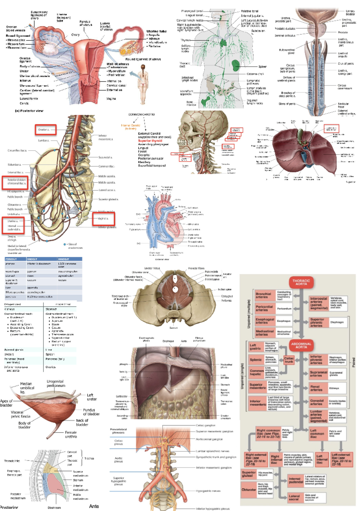 Hubs2103 - 2 - Final Exam Anatomy Cheat Sheet - Studocu