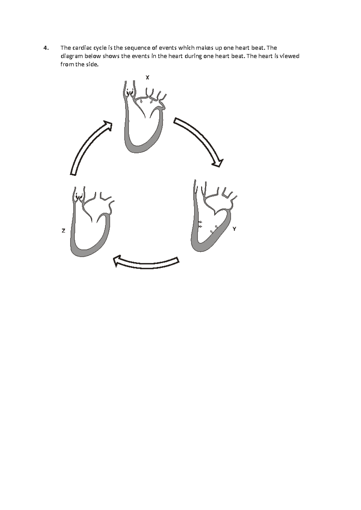 Heart+-+Part1+Practice+Exam+questions+PDF - 4. The cardiac cycle is the ...