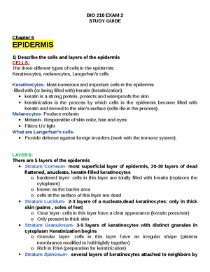 BIO211-004 Summer 2024 Chapter 14 Study Guide: Autonomic Nervous System ...
