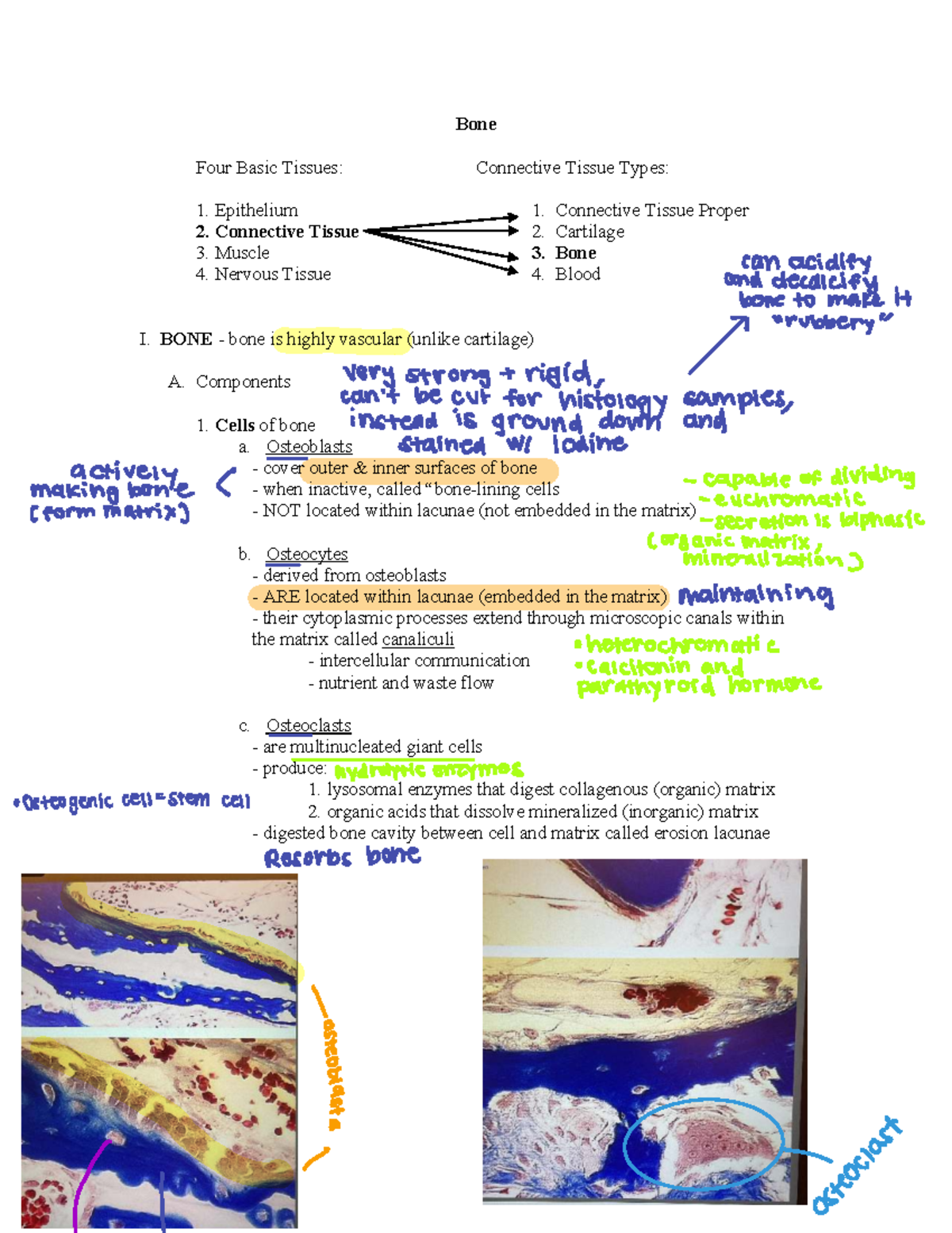 Bone Growth and Development: Processes & Mechanisms - BIO101 Final Exam ...