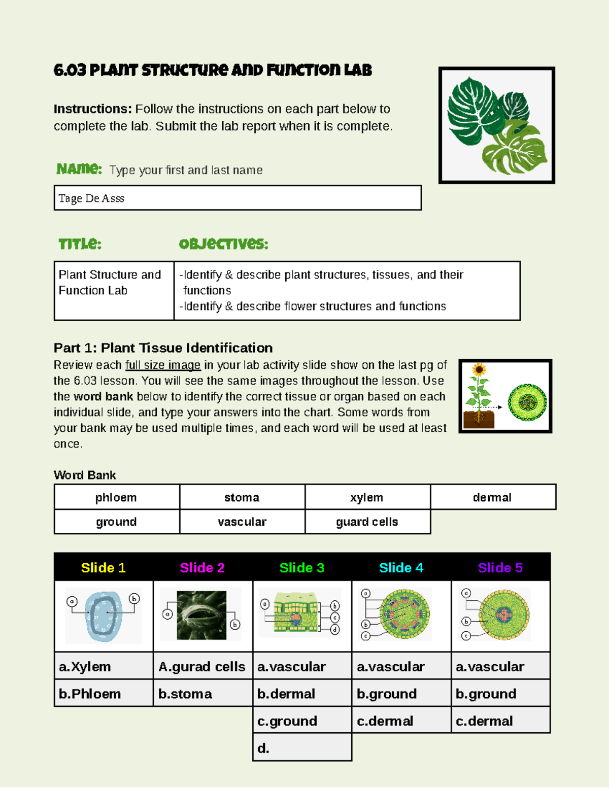 6 PLANT STRUCTURE & FUNCTION LAB Report - Template v23 - Studocu