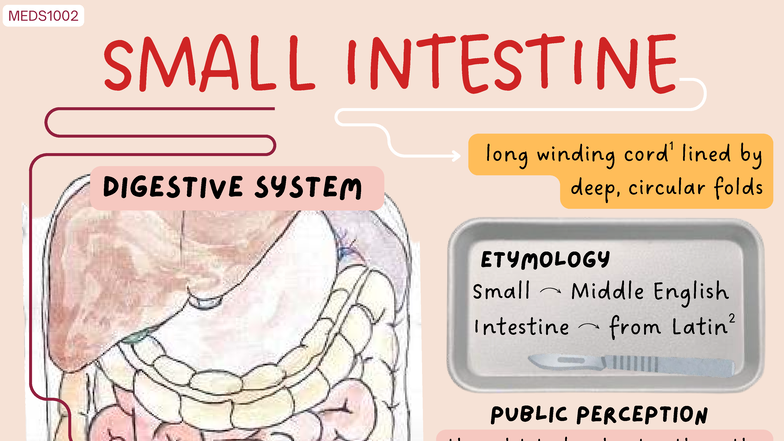 MEDS1002 Small Intestine: Anatomy, Function, and Clinical Aspects - Studocu