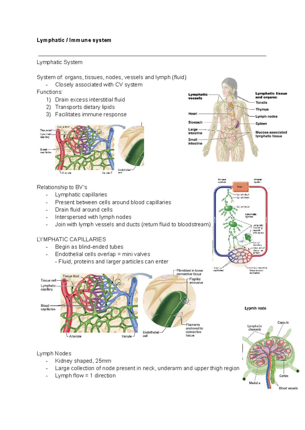Human Bioscience: Immune System Overview & Functions (BIO 101) - Studocu