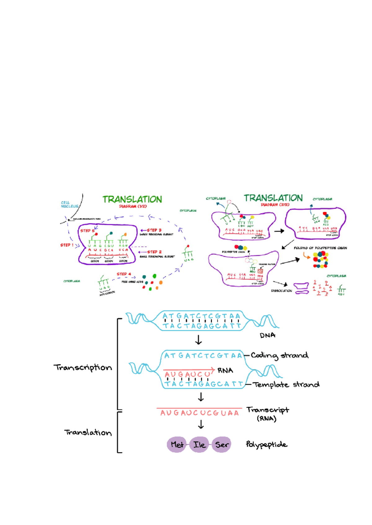 Transcription and Translation Diagrams: Cell Processes Explained - Studocu
