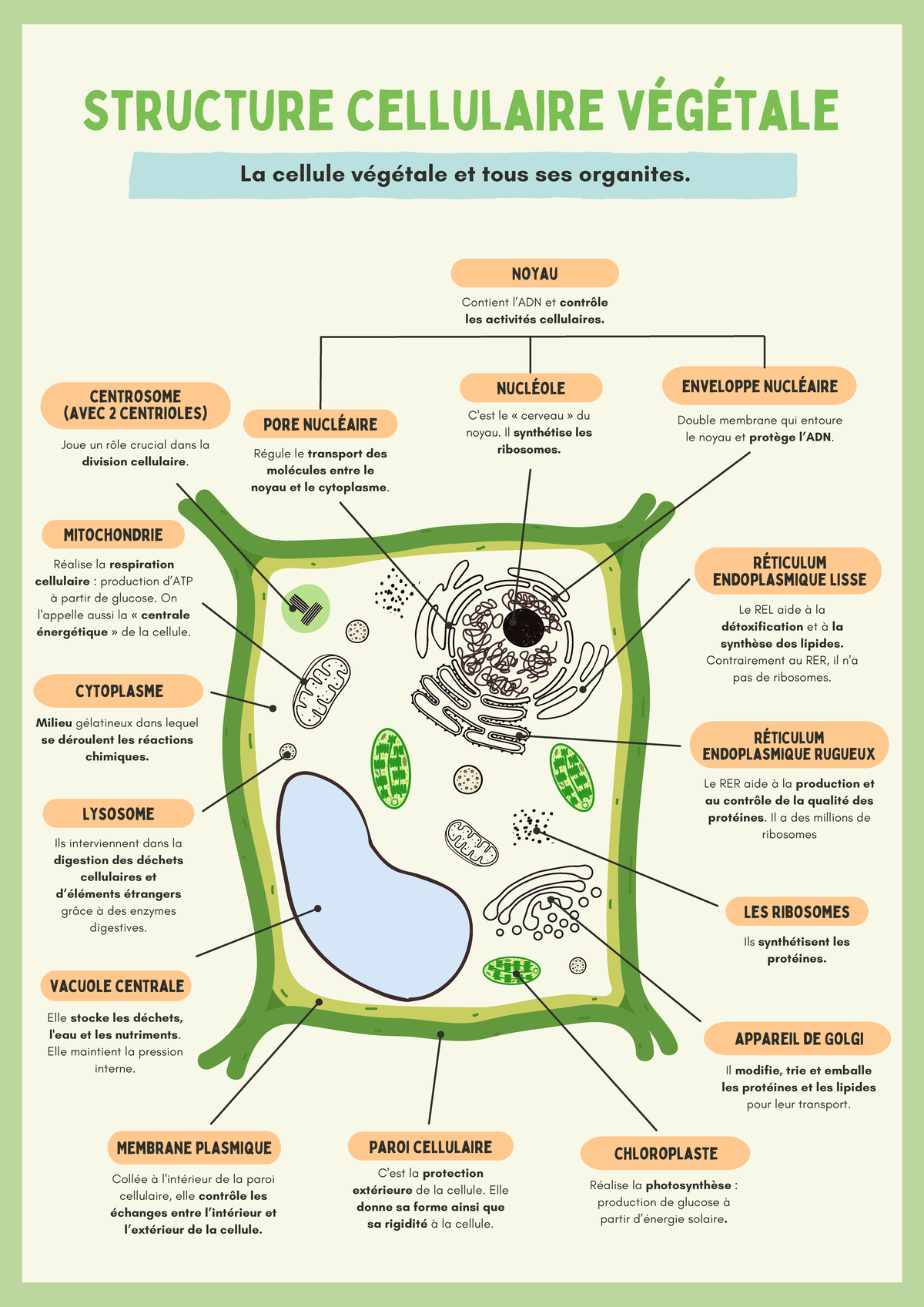 le graphique montre les parties de la cellule végétale sur fond gris. image  vectorielle 12066667 Art vectoriel chez Vecteezy, image size:1200x1697
