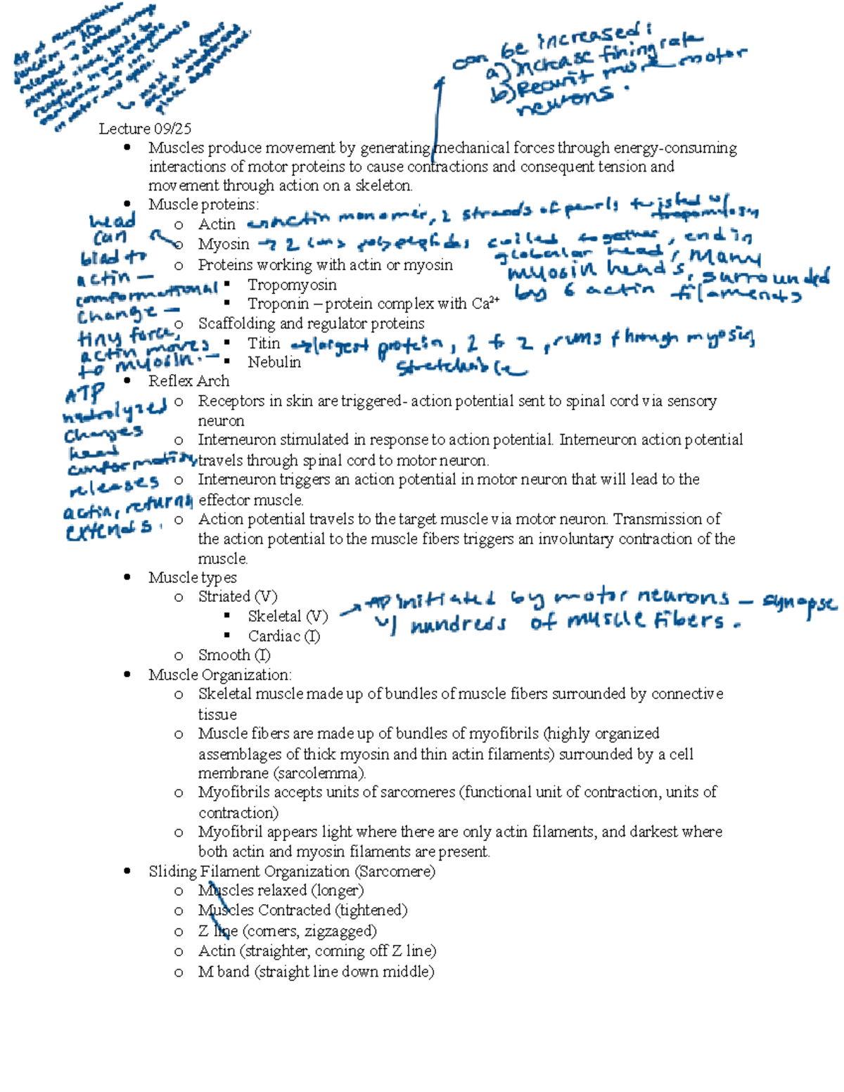 Bio 303 - Exam 2 Study Guide: Muscle & Cardiac Physiology Insights ...
