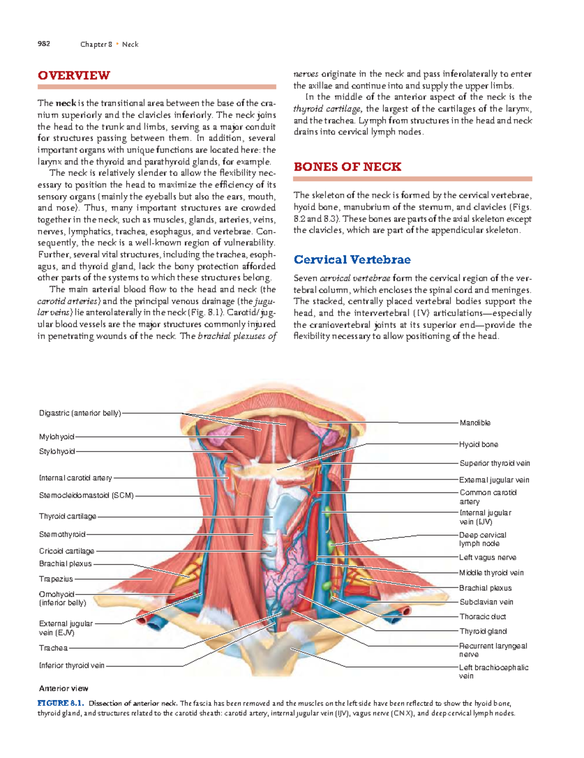 982 Chapter 8 Neck: Anatomy and Vascular Structures Overview - Studocu